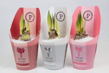 PC02-107-Amaryllis-p12-mix-in-Pure-Collectin-Gold-Line-packaging-with-snow