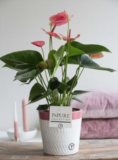 12.151.338-DM-Anthurium-p12-pink-in-Valerie-ceramics-pink