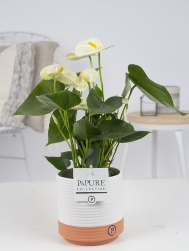 12.169.345-DM-Anthurium-p12-white-in-Milou