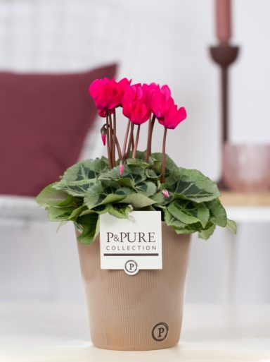 Cyclamen-p11-Picasso-pink-in-Ruby