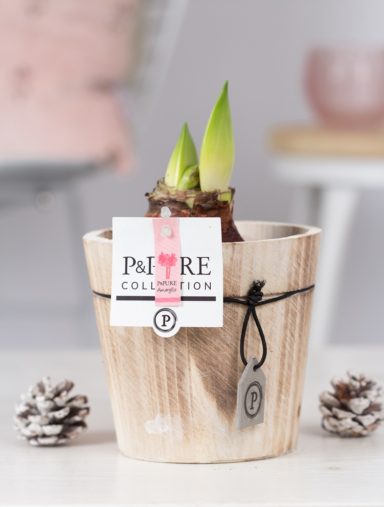HPPN_WD5XX-Amaryllis-p12-pink-in-Pure-Wood-pot