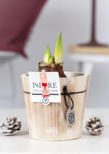 HPRD_WD5XX-Amaryllis-p12-red-in-Pure-Wood-pot