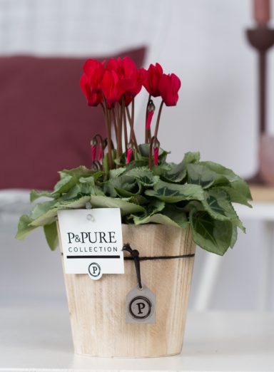 M031-0700-Cyclamen-p11-Picasso-red-in-Pure-wood