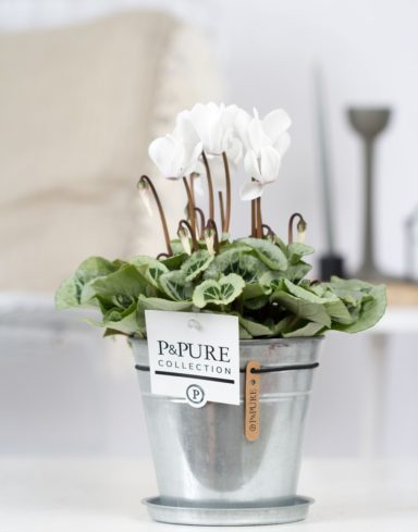 P024-3700-Cyclamen-p11-Picasso-white-in-Louise-zink