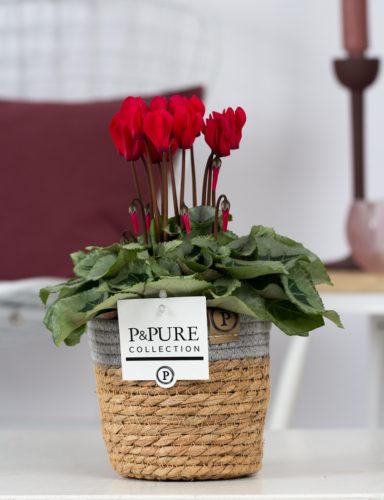 P031-0900-Cyclamen-p11-Picasso-red-in-Pure-Basket-5
