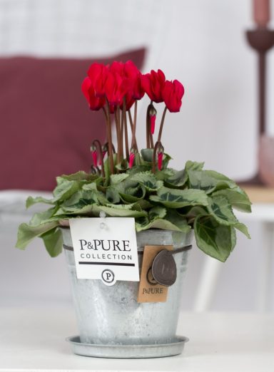 P031-3700-Cyclamen-p11-Picasso-red-in-Louise-3