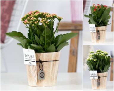 PC02-240-Kalanchoe-p12-mix-in-Pure-Wood
