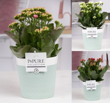PC02-257-Kalanchoe-p12-mix-in-Valerie-2-green