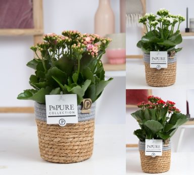 PC02-271-Kalanchoe-p12-mix-in-Pure-Basket-5