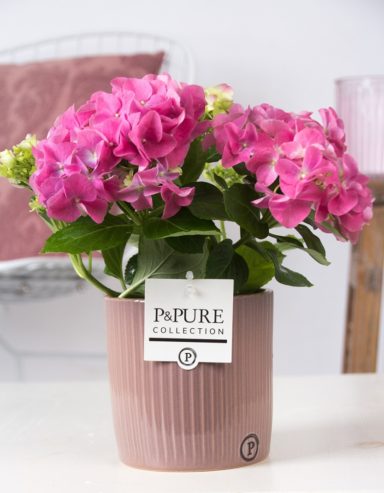 PC12-131O-Hydrangea-p12-pink-in-Sophie-ceramics-pink