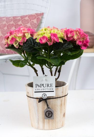 PC12-145-Hydrangea-p12-pink-in-Pure-Wood-5