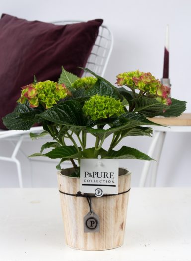 PC12-146-Hydrangea-p12-red-in-Pure-Wood
