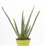 Verzorging Aloe vera