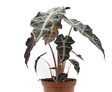 Verzorging Alocasia Polly