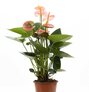 Verzorging Anthurium