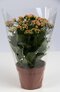 Verzorging Kalanchoe