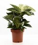 Verzorging Philodendron