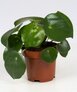 Verzorging Peperomia Raindrop