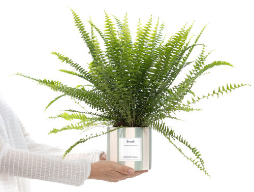 Plant Cadeau keuzeshop NL & BE