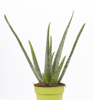 Verzorging Aloe vera