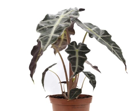 Verzorging Alocasia Polly