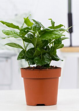 Verzorging Koffieplant