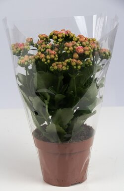Verzorging Kalanchoe
