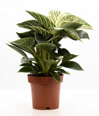 Verzorging Philodendron