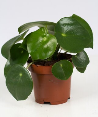 Verzorging Peperomia Raindrop