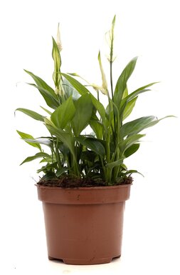 Verzorging spathiphyllum