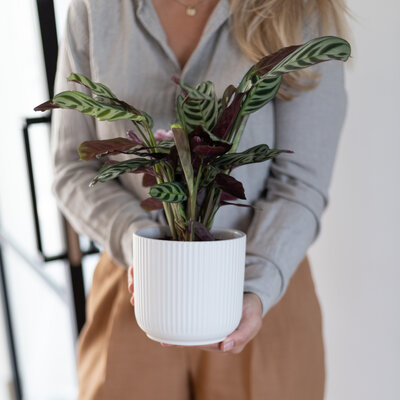 Plantshopper Afbeelding