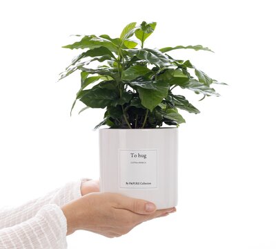 Plantshopper Afbeelding